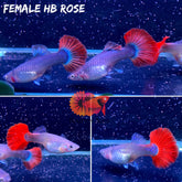 Half Black Rose Halfmoon Guppy